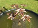 Castor Oil Tree copper fountain by Gary Pickles