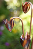 copper cyclamen water feature by Gary Pickles of Metallic Garden