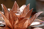 copper water lily flower