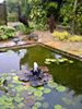 copper water lily fountain in a large lily pond