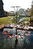 Norway Maple copper fountain by Gary Pickles Metallic Garden UK