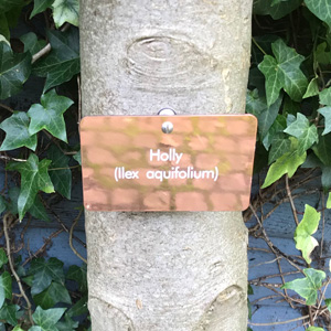 Copper Tree Tag