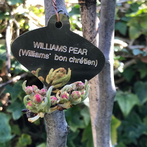 Curved leaf brass plant label - click for more details